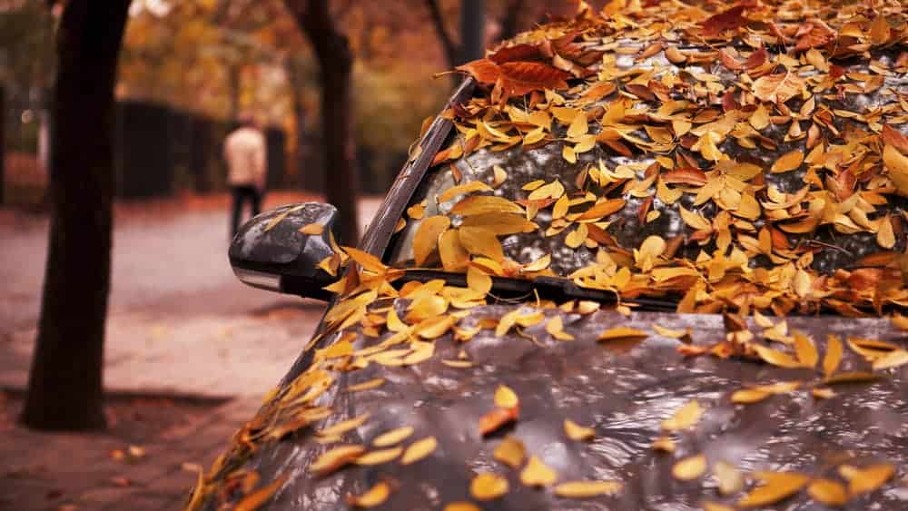 fall maintenance how to deal with wet leaves and corrosion 